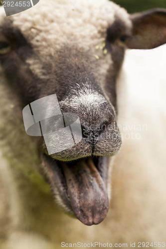 Image of Sheep in a summer pasture