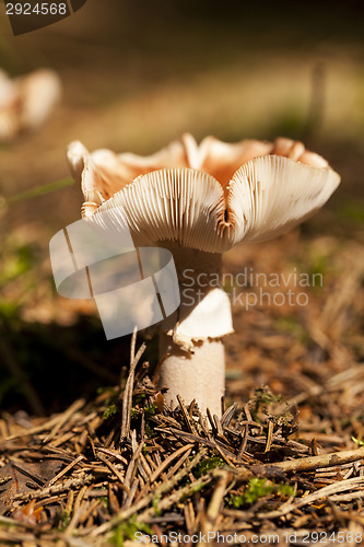 Image of Close Up of Wild Mushroom in Forest