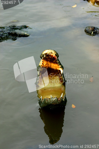 Image of crocodiles