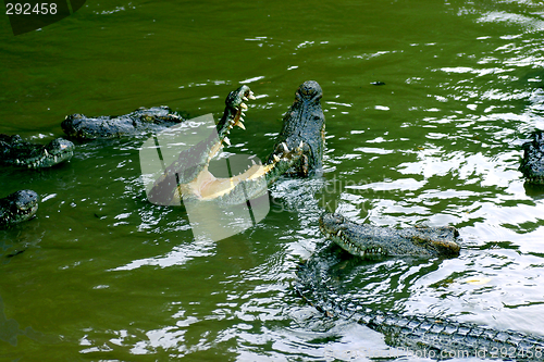 Image of crocodiles