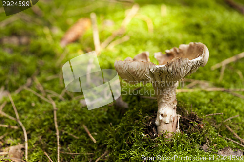 Image of Close Up of Wild Mushroom in Forest