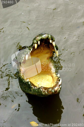 Image of crocodile