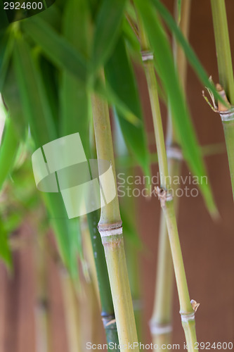 Image of Fresh green leaves against a cloudy blue sky