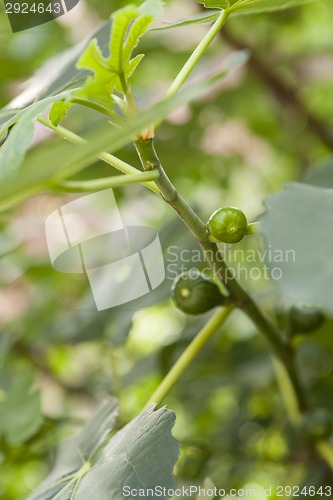 Image of Green figs ripening on a tree