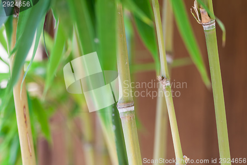 Image of Fresh green leaves against a cloudy blue sky