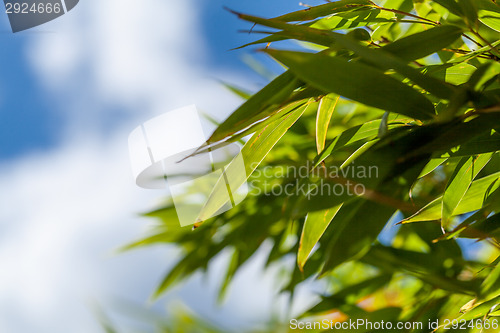 Image of Fresh green leaves against a cloudy blue sky