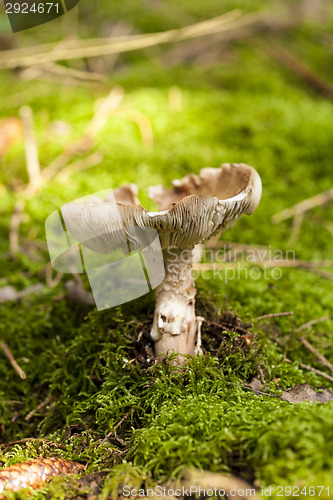 Image of Close Up of Wild Mushroom in Forest