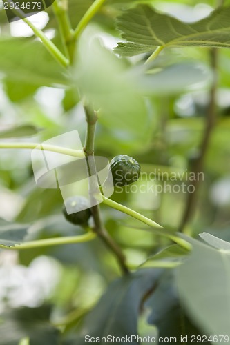 Image of Green figs ripening on a tree