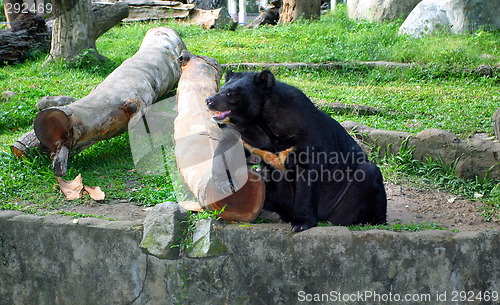 Image of Black bear
