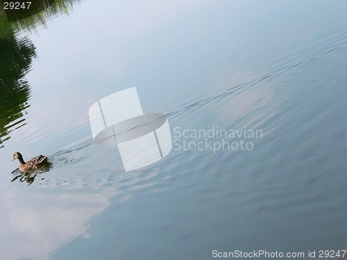 Image of Duck Swimming Down