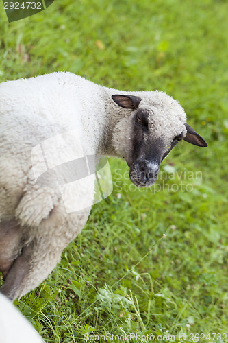 Image of Sheep in a summer pasture