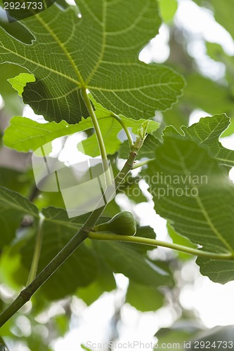 Image of Green figs ripening on a tree