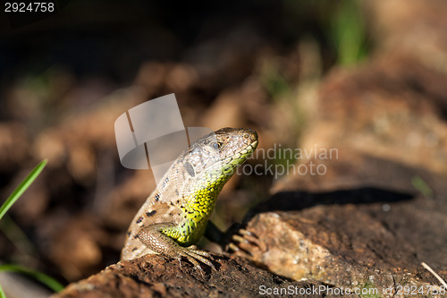 Image of Agile lizard in its natural habitat