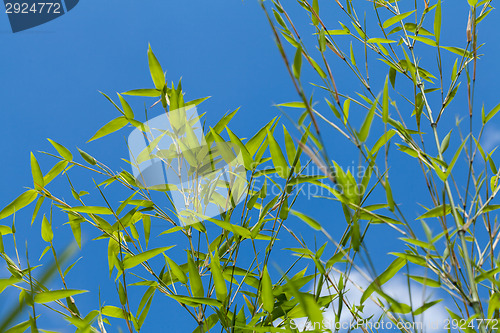 Image of Fresh green leaves against a cloudy blue sky