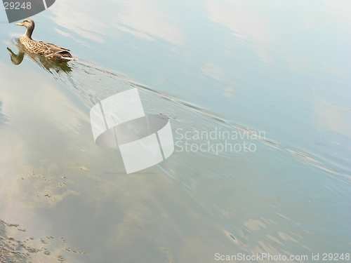 Image of Duck Swimming Up