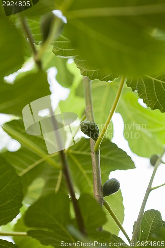 Image of Green figs ripening on a tree