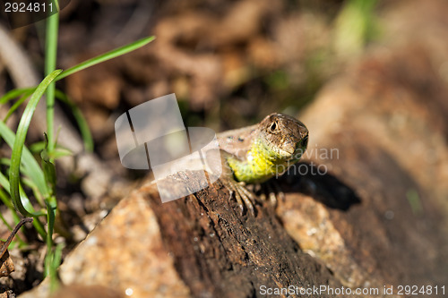 Image of Agile lizard in its natural habitat