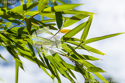 Image of Fresh green leaves against a cloudy blue sky