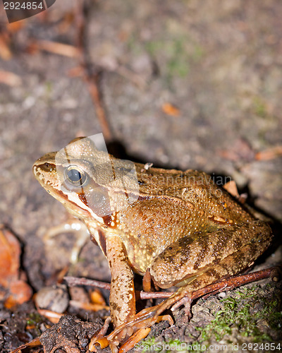 Image of Side view of a Common frog, Rana temporaria