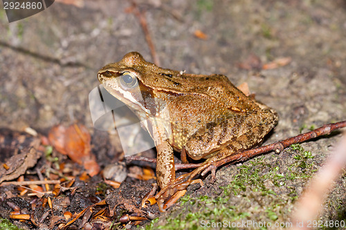 Image of Side view of a Common frog, Rana temporaria