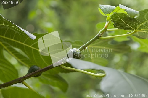 Image of Green figs ripening on a tree