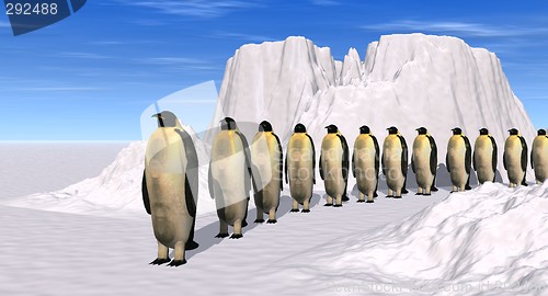 Image of penguins walk