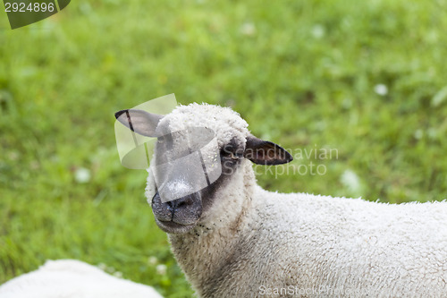 Image of Sheep in a summer pasture