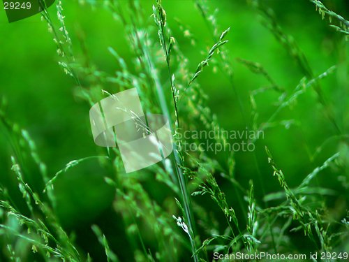 Image of Grass Macro