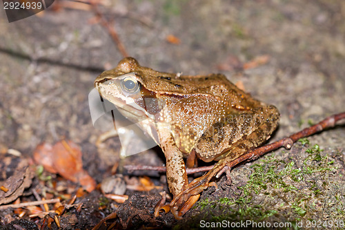 Image of Side view of a Common frog, Rana temporaria