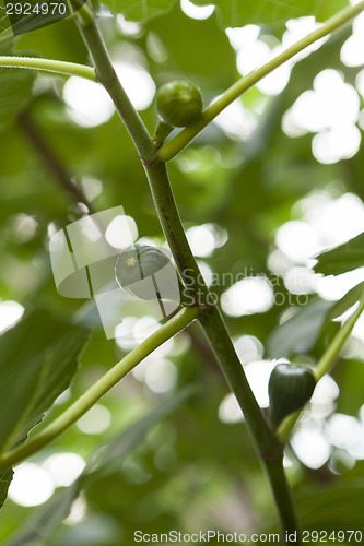 Image of Green figs ripening on a tree