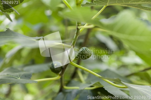 Image of Green figs ripening on a tree