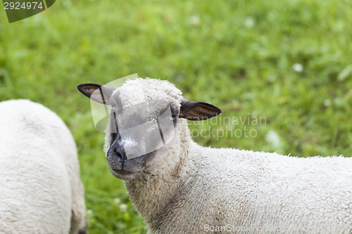 Image of Sheep in a summer pasture