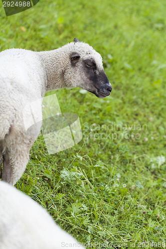 Image of Sheep in a summer pasture