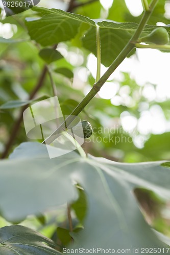 Image of Green figs ripening on a tree