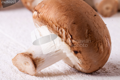 Image of Fresh brown portobello or agaricus mushrooms