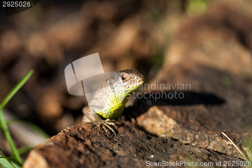 Image of Agile lizard in its natural habitat