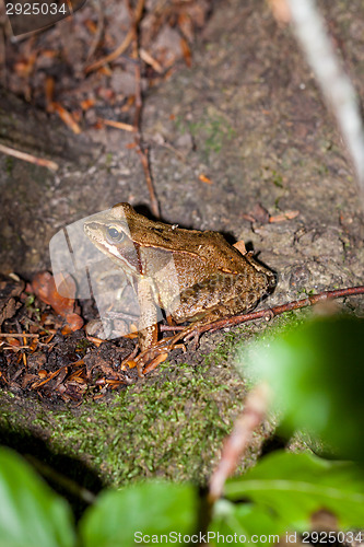 Image of Side view of a Common frog, Rana temporaria