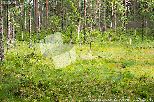 Image of Swamp