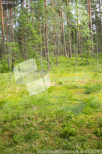 Image of Wetland