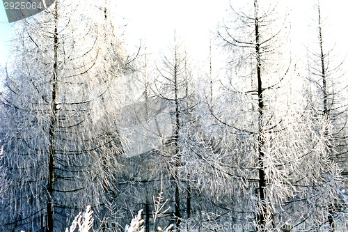 Image of Frost