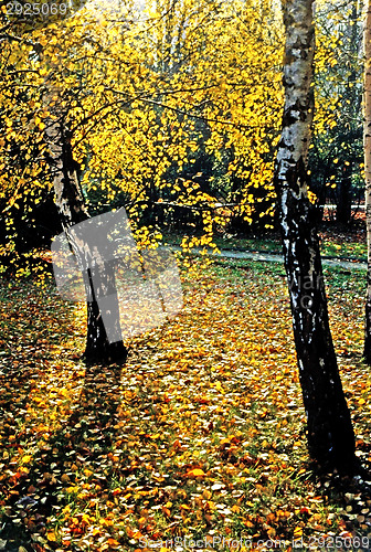Image of Autumn