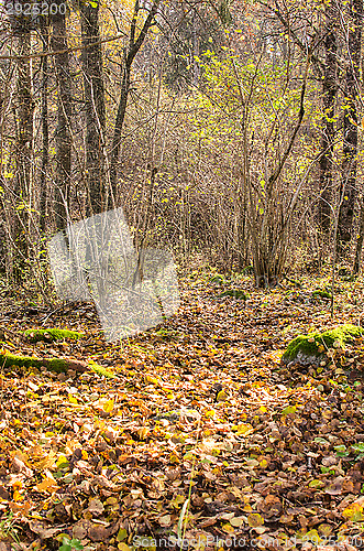 Image of Autumn colors