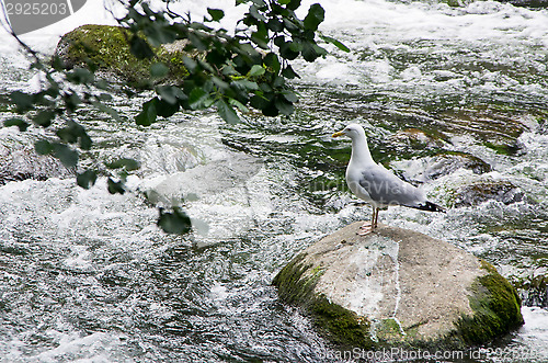 Image of Herring gull