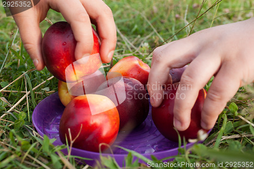 Image of Taking a fruit nectarine