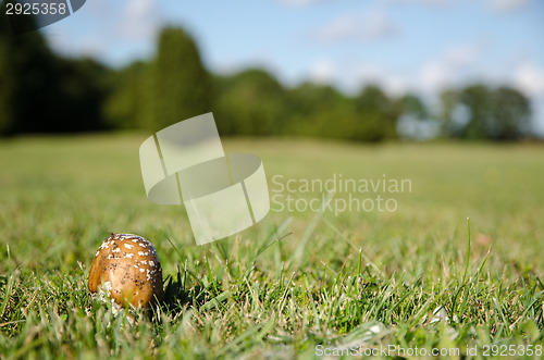 Image of Spotted brown mushroom