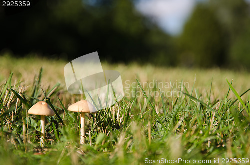 Image of Young tiny mushrooms