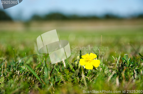 Image of Single yellow flower in green grass