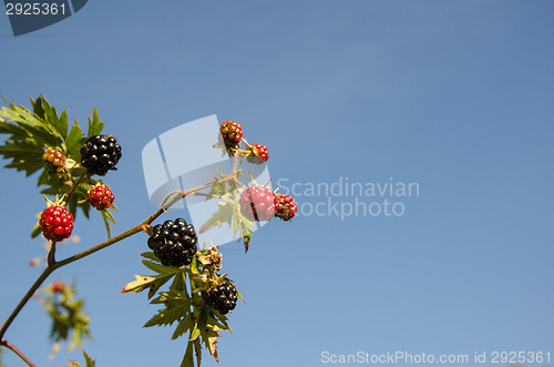 Image of Blackberry twig at blue sky