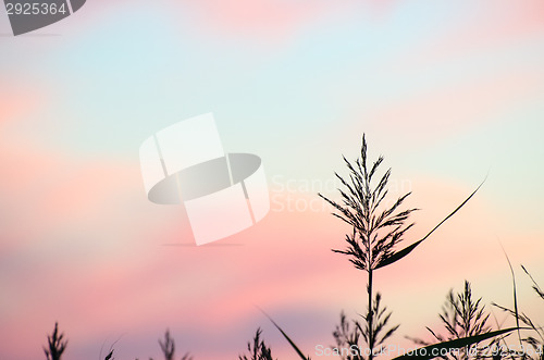 Image of Reed flower at colored sky