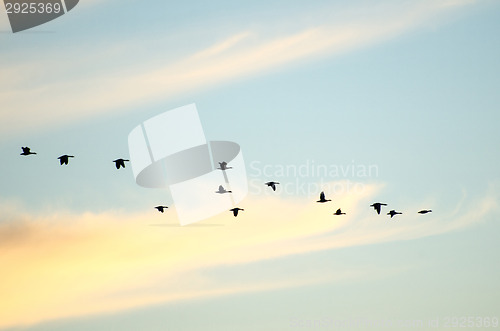 Image of Flying geese silhouettes